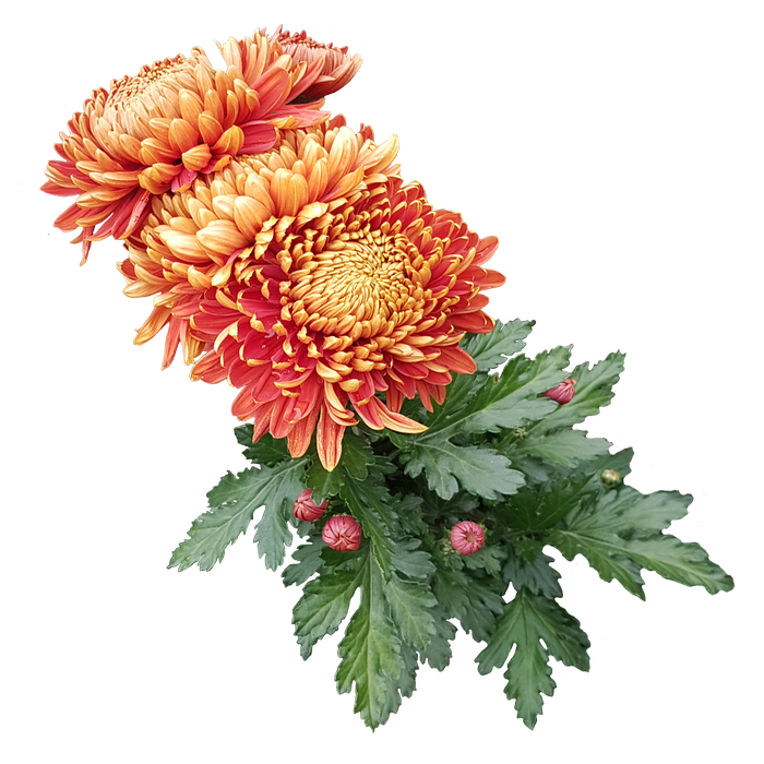 Хризантема ГП Кутюр