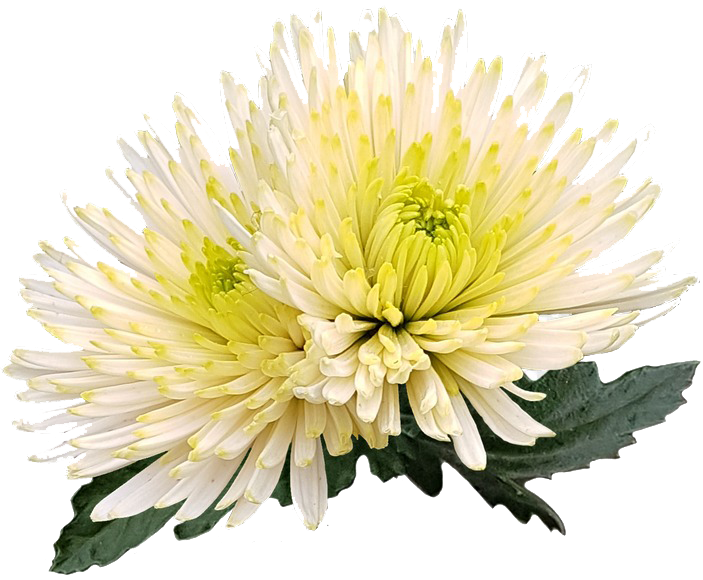 Каприо Хризантема