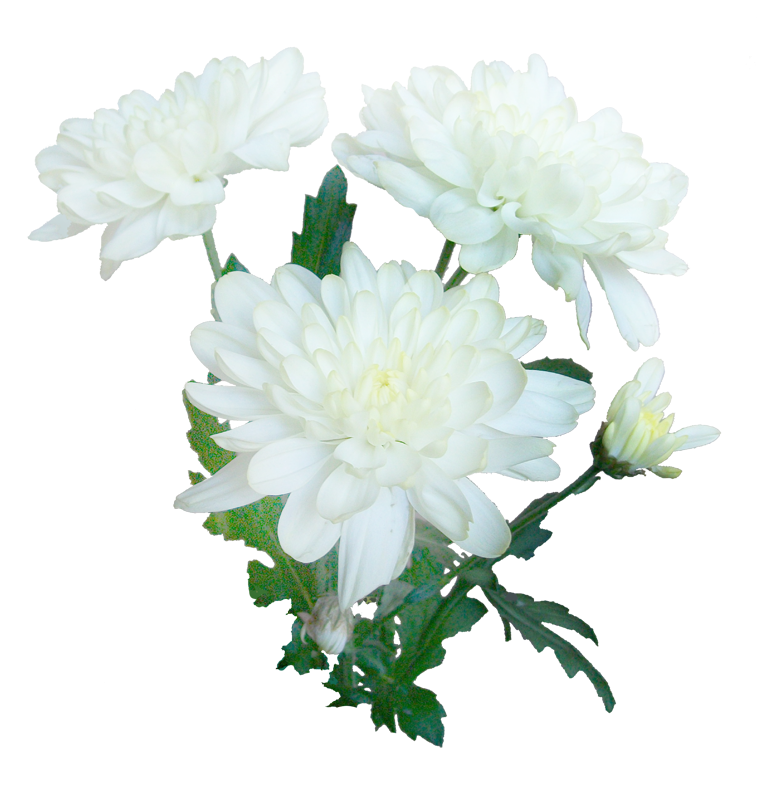 Хризантема на белом фоне