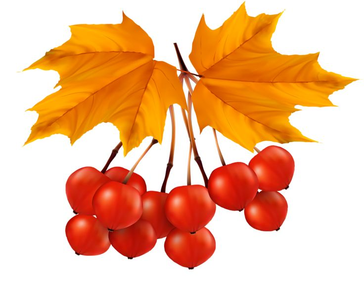 Осенние листочки картинки