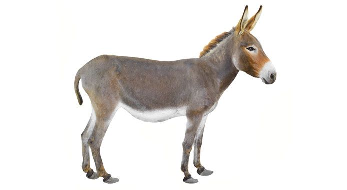 Ослик на белом фоне