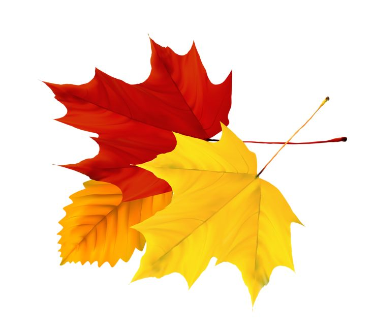 Кленовый лист