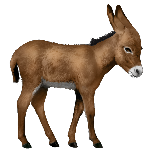 Ишак на белом фоне