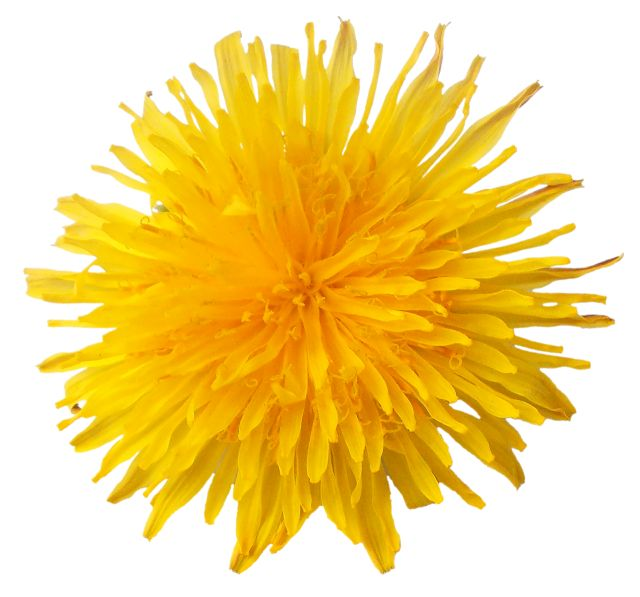 Одуванчик цветок
