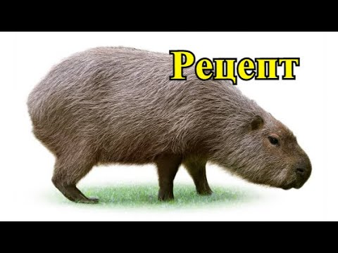 Нутрия и капибара