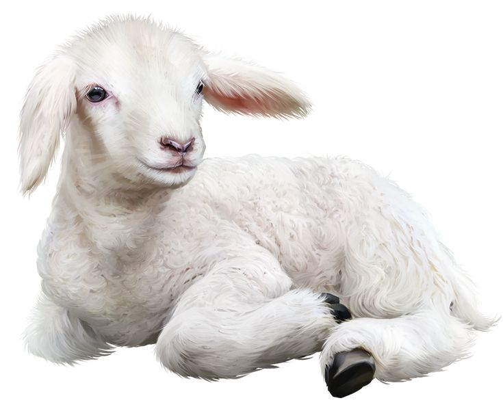 Ягненок лежащий