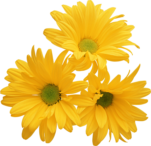 Хризантема Дейзи желтая