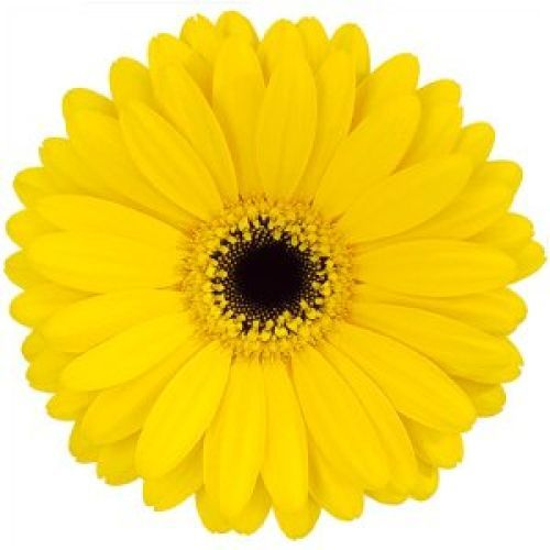 Желтые цветы на прозрачном фоне