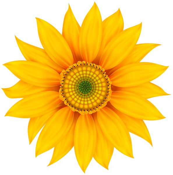 Подсолнухи мультяшные