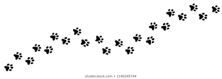 След собаки