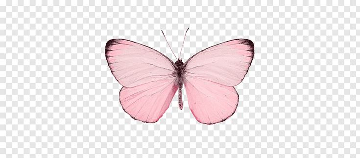 Бабочки розового цвета