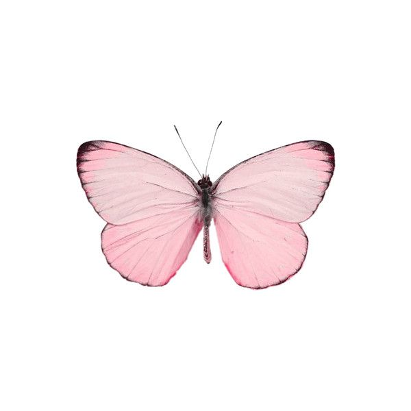 Розовые бабочки на белом фоне для печати