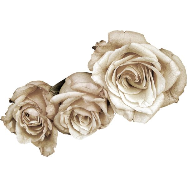 Розы на прозрачном фоне