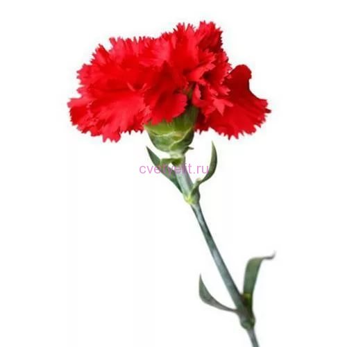 Гвоздика "красная Селект" Антонелла