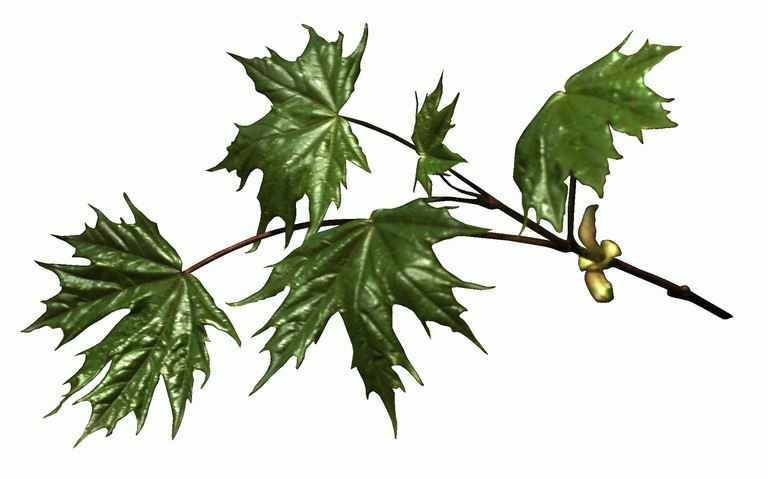 Ветви клена