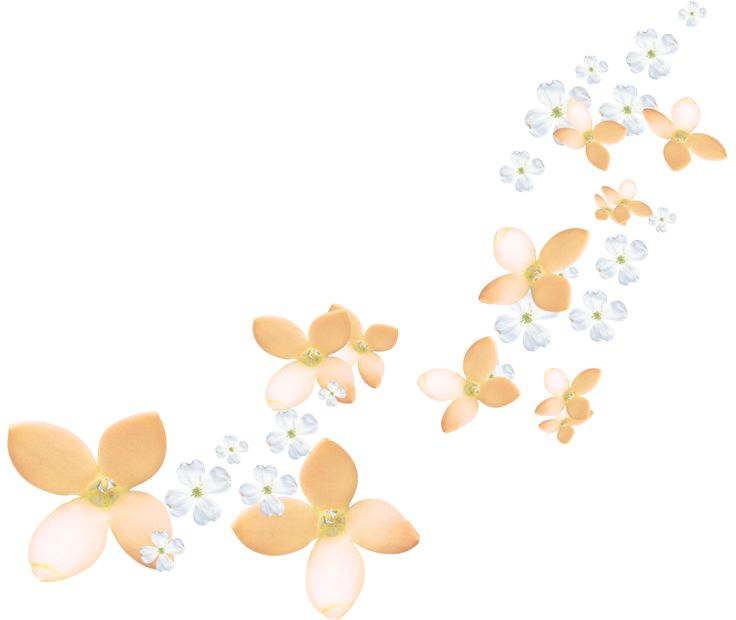 Нежные цветы на прозрачном фоне