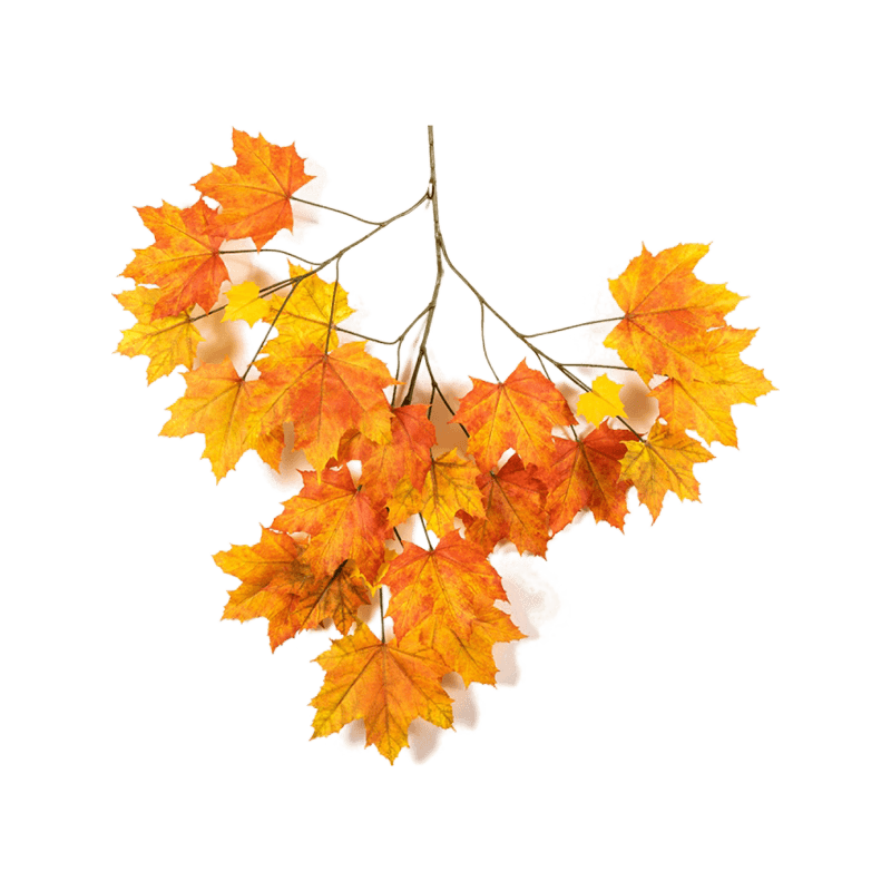 Ветка клена