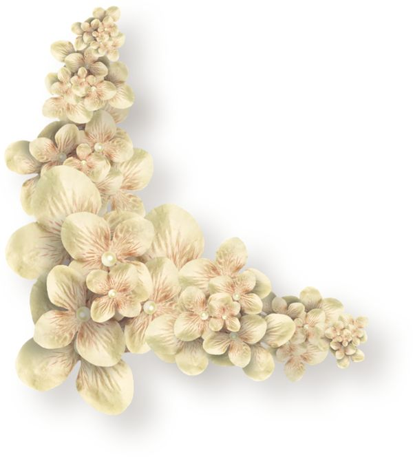 Бежевые цветы