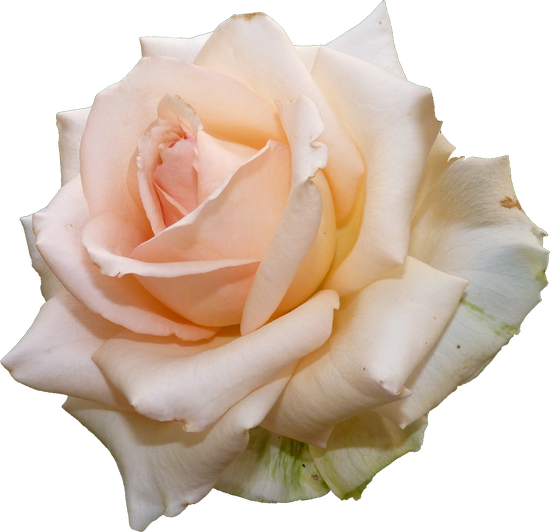 Бежевые розы