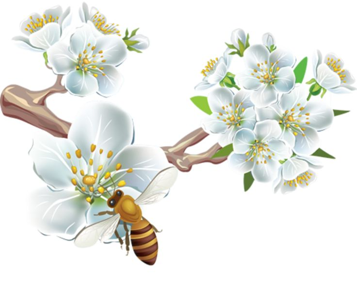 Весенние цветы на белом фоне