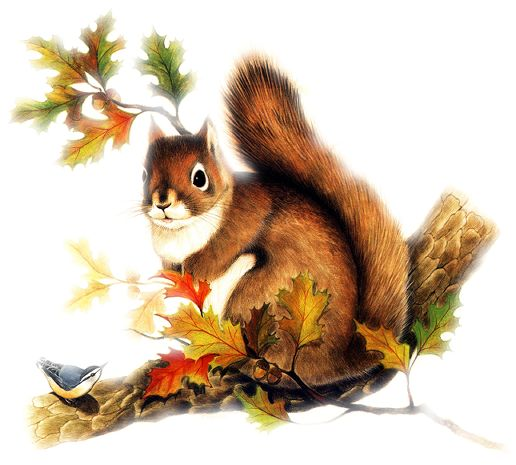 Бельчонок на прозрачном фоне