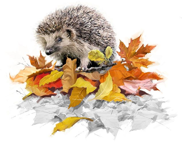 Еж в листьях