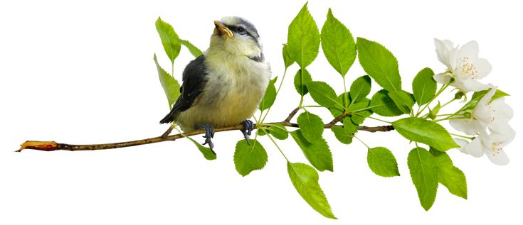 Птичка на прозрачном фоне