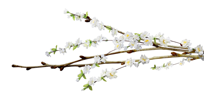 Цветущие ветки