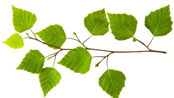 Листочки березы