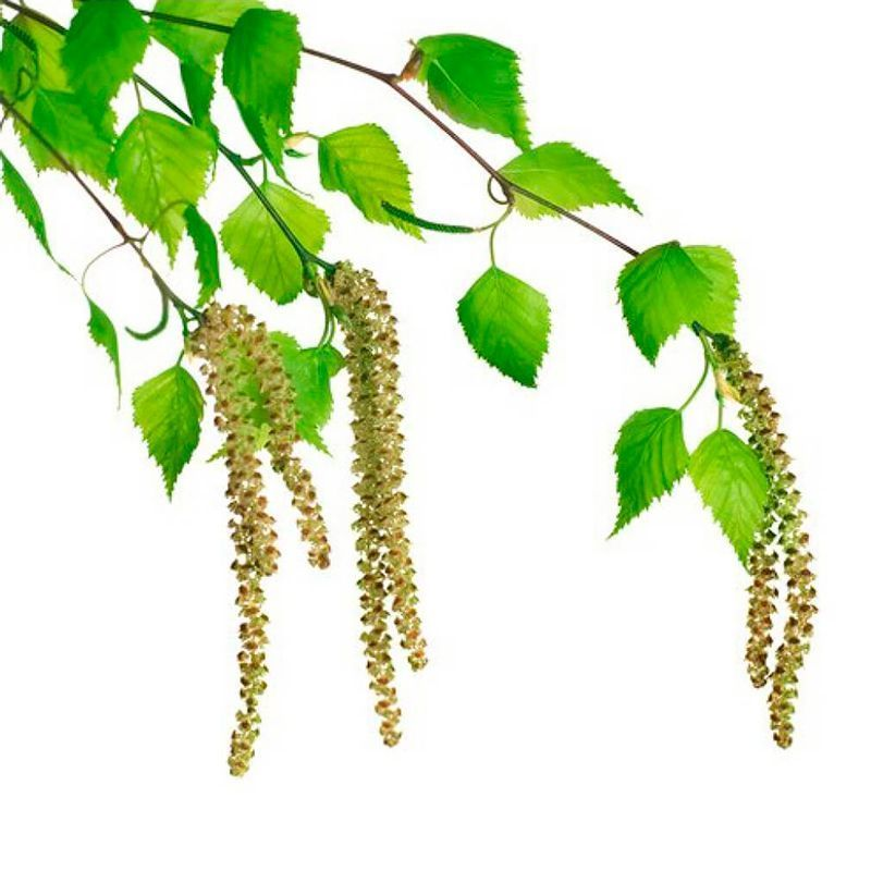 Березовые бруньки