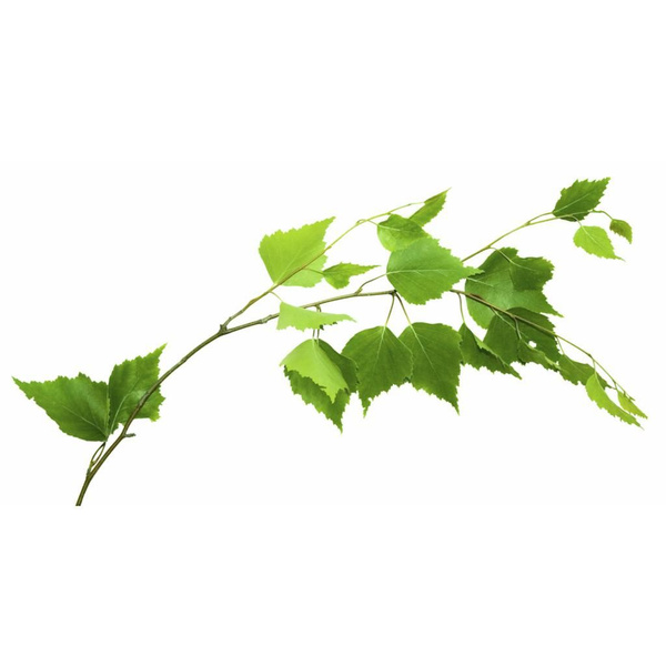 Веточка березы