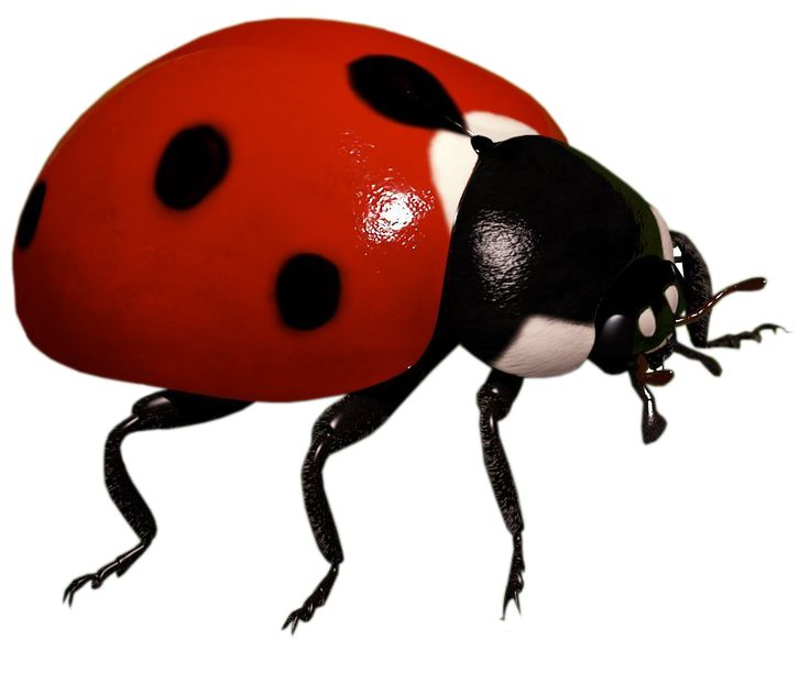 Ladybird Божья коровка