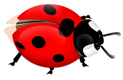 Бобья КОРОВКАДЛЯ детей