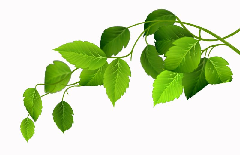 Веточка с листочками