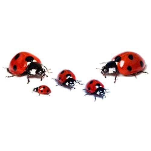 Божья коровка на прозрачном фоне