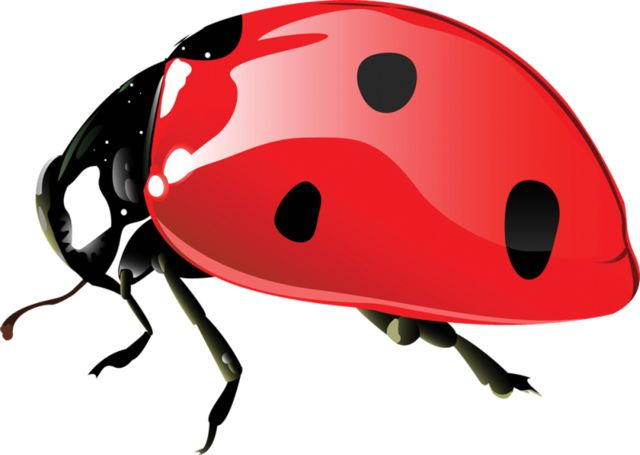 Божья коровка картинка для детей