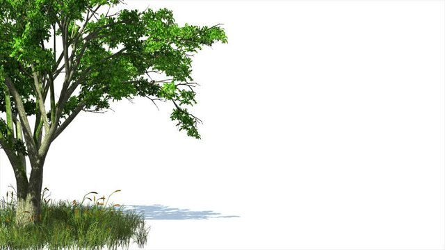 Дерево без фона