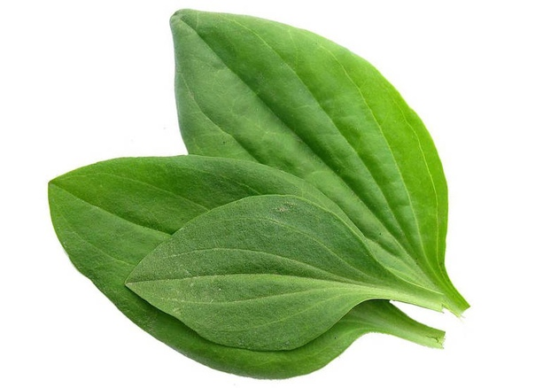 Подорожник лист