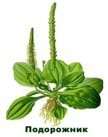 Подорожник лекарственное растение