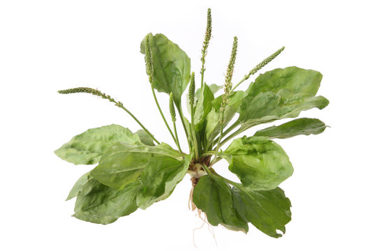 Подорожник на белом фоне