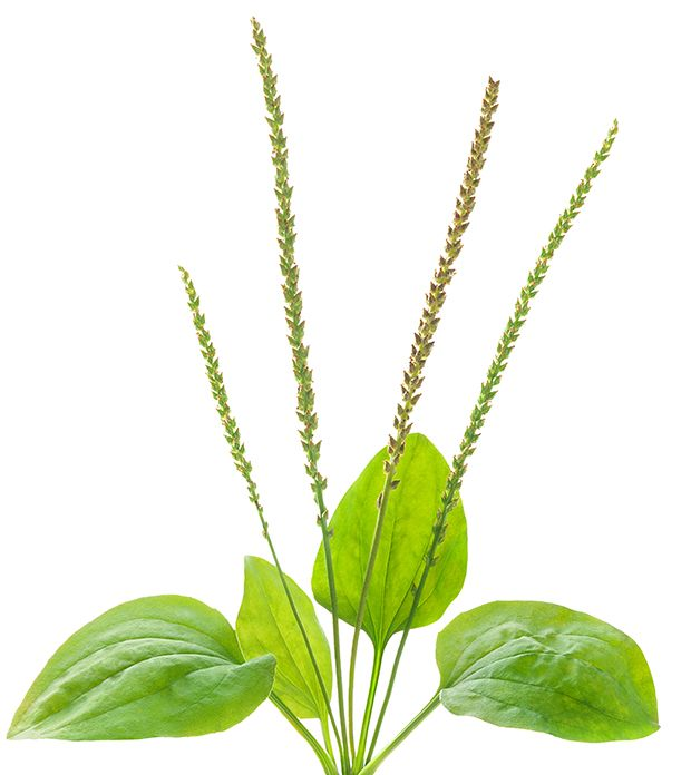 Подорожник лист