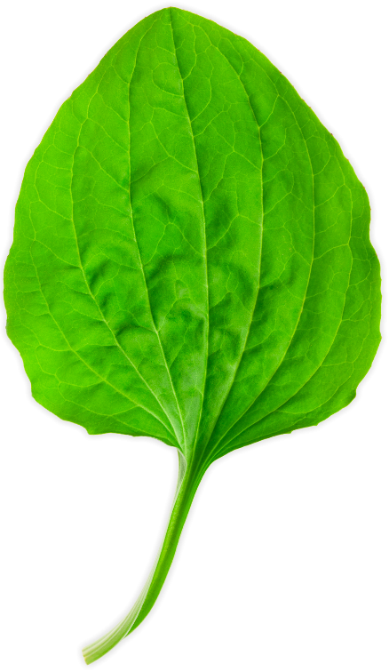 Подорожник на белом фоне