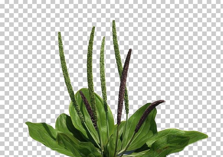 Plantago Magna