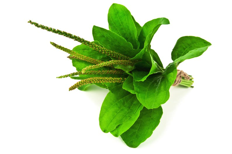 Лист подорожника на белом фоне