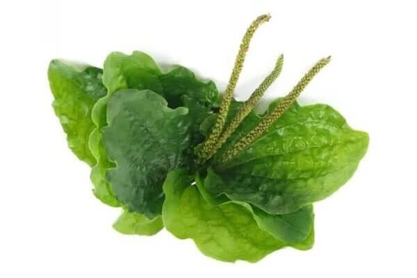 Подорожник на белом фоне