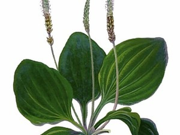 Подорожник Подорожниковые