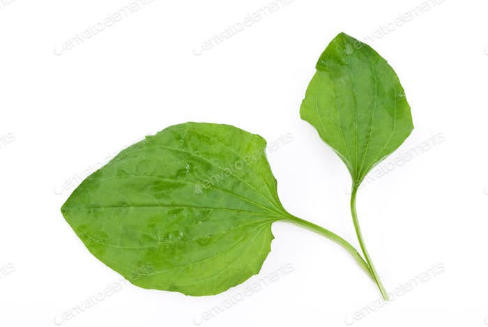 Лист подорожника на белом фоне