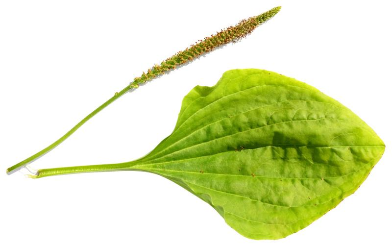 Подорожник лист