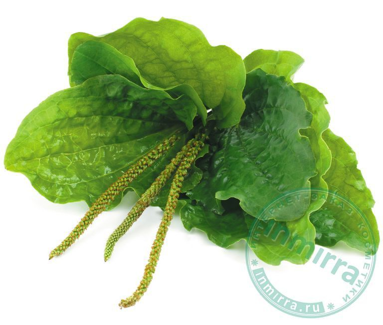 Подорожник лист