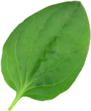 Подорожник на белом фоне